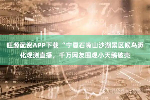 旺源配资APP下载 “宁夏石嘴山沙湖景区候鸟孵化观测直播，千万网友围观小天鹅破壳